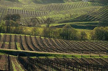 Vineyards in Napa Valley